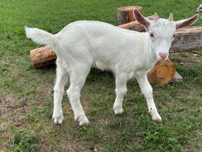 Bild 2:Zwei männliche Ziegenböcke