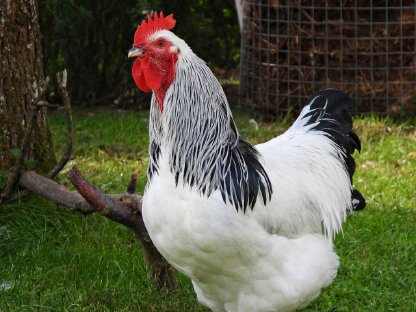 Bild 3:Sundheimer Junghahn