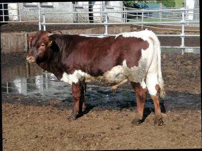 Bild 2:Original Pinzgauer Zuchtstier