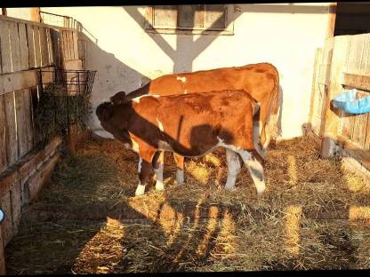 1 Fleckvieh Kalb