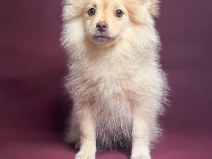 Bild 2:Pomeranian Zwergspitz zu verkaufen