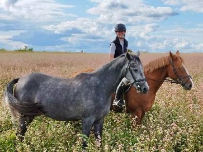 Bild 8:Warmblutstute 3-jährig