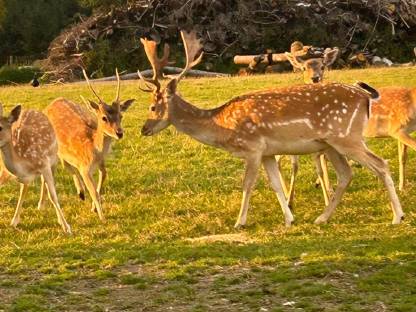Bild 2:Damhirsch 2 Kopf