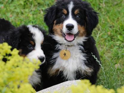 Bild 2:Berner Hündin (Swissy)