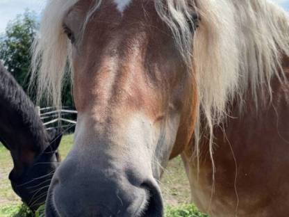Bild 3:Eine Seltenheit in Österreich