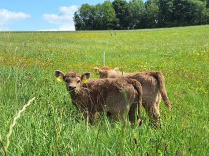 Bild 6:Galloway Kalbinen