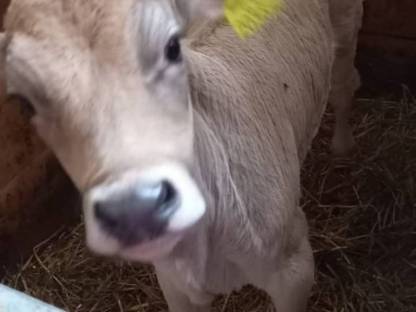Hf und Bv Kalb