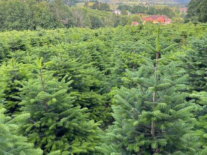 Nordmanntannen/Christbäume