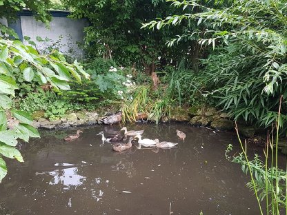 Laufenten suchen neues Zuhause