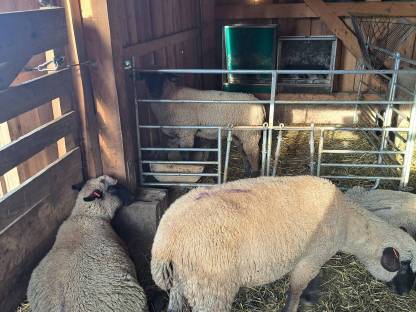 Bild 4:Schwarzkopf-Lämmer