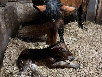 Bild 2:Noriker Fohlen
