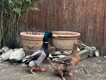 Bild 2:Rouen Clair Enten und Eier