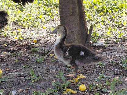 Bild 6:Junge Moschusenten