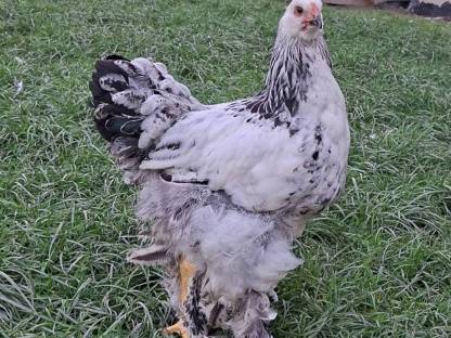 Brahma Hähne