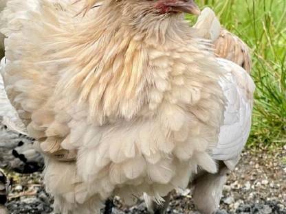 Bild 2:Zwergpaduaner Zwerghühner gestruppt Strupphuhn