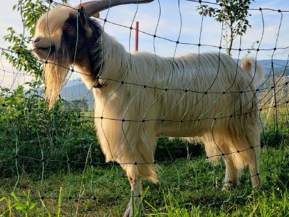 Bild 3:Zwergziegenbock zu verschenken