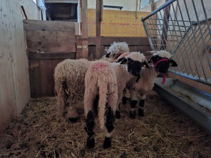 Bild 2:Walliser Schwarznasenschafe