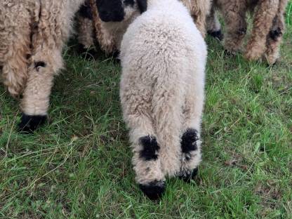 Bild 7:Walliser Schwarznasen Widder