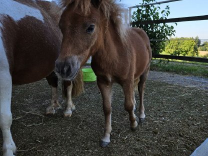 Mini Shetlandpony Stutfohlen