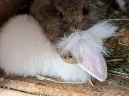 Bild 7:Zwergkaninchen in allen Farben zu vergeben