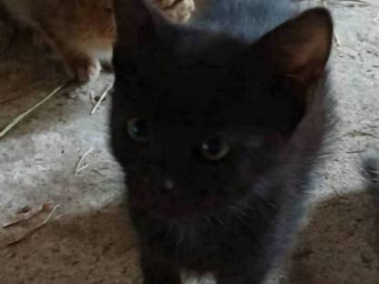 Babykatzen