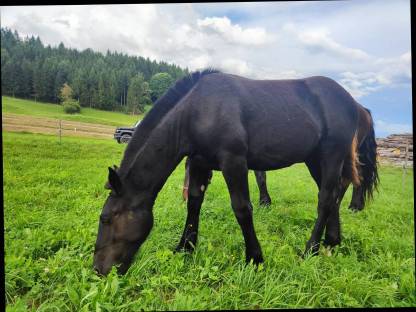 Bild 3:Noriker Rappstutfohlen