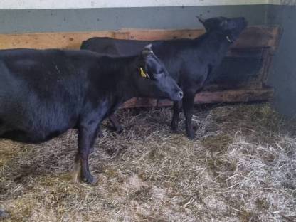 Bild 3:Dahomey Rinder