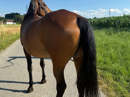 Bild 7:Tschechisches Warmblut, Stute, 13 Jahre, 150 cm, Brauner