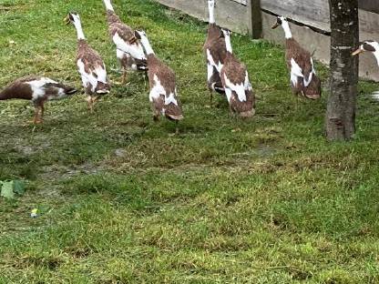 Bild 4:Laufenten in Sonderfarben