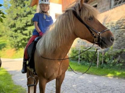 Bild 4:Liebe, tragende Isländer Stute