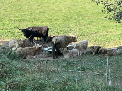 Bild 4:Hochlandrinder