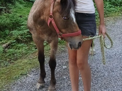 Ponystute, 6 Jahre