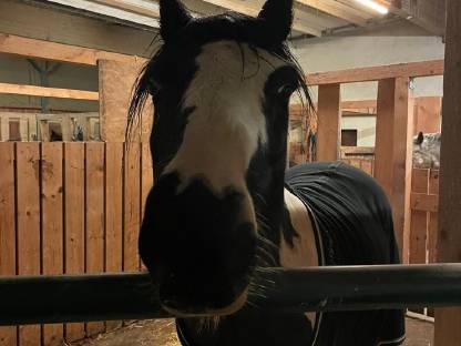 Bild 6:Charly – Ausdrucksstarker Irish Cob Wallach