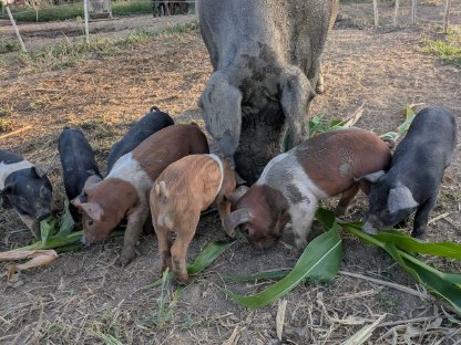 Bio Ferkel