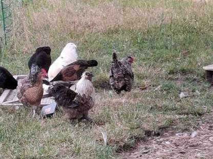 Bild 2:Hühnerküken gemischte Gruppe