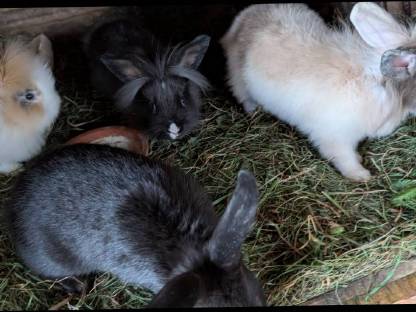 Bild 4:Löwenkopf Zwergkaninchen in allen Farben