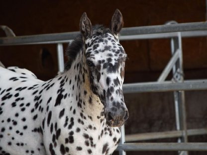 Bild 8:Heimat Vulkan Noriker Tiger Hengstfohlen zu verkaufen