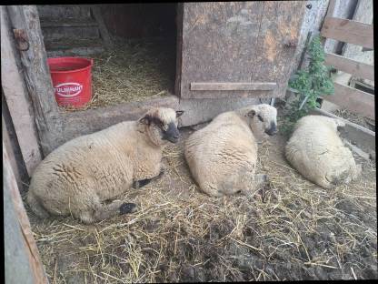 Bild 3:Shropshire Bocklämmer