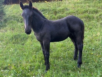 Bild 3:Norikerhengstfohlen