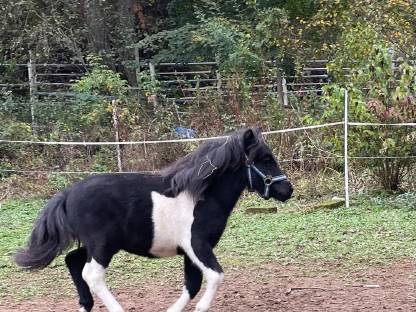 Ponyhengst