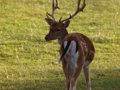 Bild 3:Damwild Damhirsch