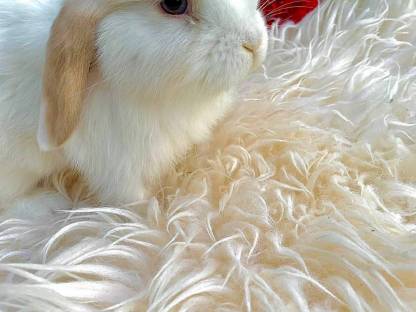 Bild 5:Mini Lop Kaninchen