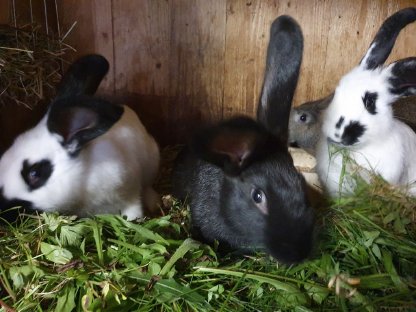Hasen, Fleischhasen