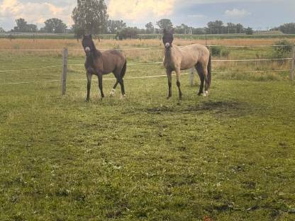 Bild 4:Deutsches Reitpony von Gold Garant