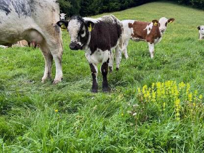 Bild 4:Pustertaler Sprinzen Stierkalb