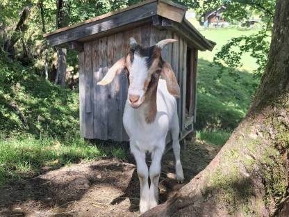 Bild 3:Jungziegen zu verkaufen