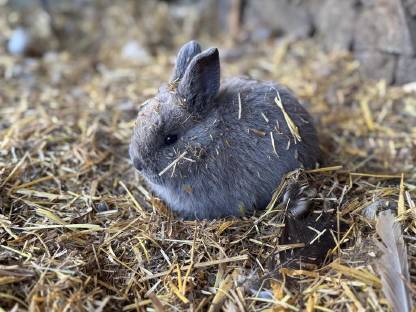 Bild 8:Hasen & Meerschweinchen