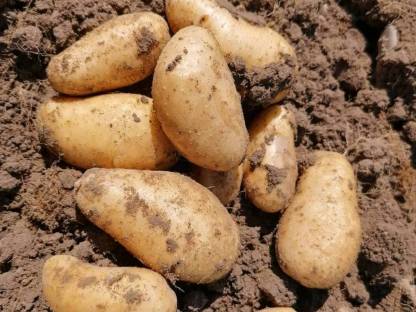 Bio Kartoffeln