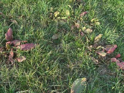 Bild 2:Ampferbekämpfung mit Rumex