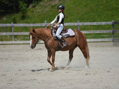 Bild 2:Allround Stute 9-jährig